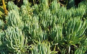 Image result for Senecio speciosus