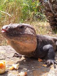 Lezard Au Jardin Botanique Des Canaries Reptiles Animaux Animaux Jardin Botanique Des Canaries Viera Y Clavijo Las Palmas Grande Canarie Canaries Routard Com