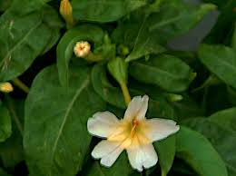 Check out our 4 o clock flowers selection for the very best in unique or custom, handmade pieces from our shops. Mirabilis Jalapa Mirabilis Jalapa Flower Database