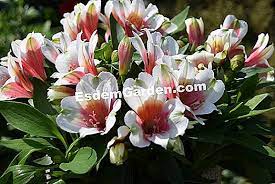Inca Lily Lirio Peruano Alstroemeria Noticias De Jardim