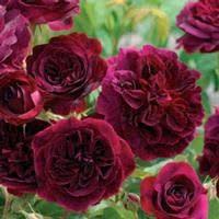 Free shipping for all orders over $100 help contact view all products sign up | login; Munstead Wood David Austin Roses Tuincentrum Lottum