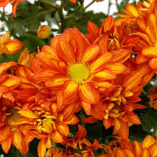 Image result for Erianthemum