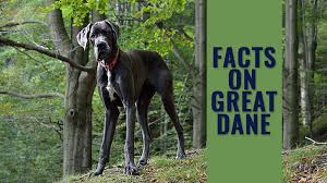 Please call or text us at 317.563.2579 anytime. Great Dane Dog Breed Information On The Apollo Of Dogs Petmoo