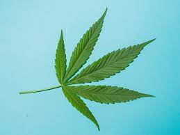 El senado de méxico aprobó la legalización y despenalización de la marihuana para el uso medicinal y recreativo, cuya utilización para estos fines estará legislada el pasado mes de marzo, el senado ya había rechazado una propuesta de legalización de la marihuana, tras lo cual los grupos trabajaron. 10 Beneficios De La Legalizacion De La Marihuana En Mexico