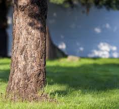 Image result for tree bark