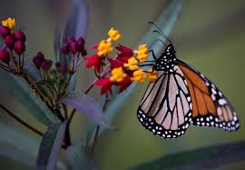 For The Monarch Butterfly A Long Road Back Monarch Butterfly Conservation Monarch Butterfly Monarch