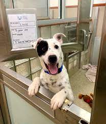 Find and adopt a pet on petfinder today. Pet Of The Week 2019 Pets Wtop