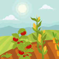 Vegetable Garden Vector Illustration Garden Illustration Herbs Illustration Landscape Illustration