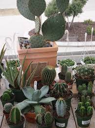 We Carry A Large Variety Of Cacti All Shapes And Sizes Shapes Cactus Plants