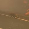 The scottish wildcat is on the brink of disappearing more than a quarter of mammals are facing extinction, according to a detailed and devastating report on the state of the natural world in the. Https Encrypted Tbn0 Gstatic Com Images Q Tbn And9gctzun2uhrb6o Gydugirf89q4podm5babnxw9hit 0hiw8jbykg Usqp Cau