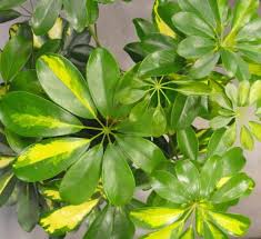 In their native taiwan, they reach a mature height of 10 to 25 feet (3.0 to 7.6 m) but when grown as houseplants, they usually top out at 3 to 6 feet (0.9 to 1.8 m). Umbrella Plant Dwarf Umbrella Tree Schefflera Arboricola