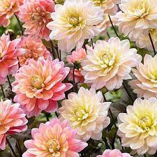 Bloomsz Dahlia Candy Flower Bulb Mixture 6pk Walmart Com Bulb Flowers Flowers Dahlia