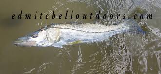 Snook Behavior Ed Mitchell Outdoors