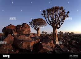 Image result for Cyphostemma hermannioides