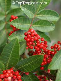 Image result for Schinus