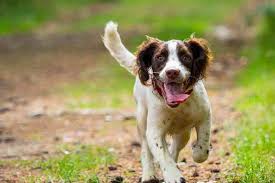 Breeding english springer spaniels with integrity. How Do I Get My Springer Spaniel To Calm Down Embora Pets
