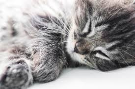 So Why Do Cats Purr Let S Look At How Cats Purr And Why Cat Purring Isn T Always A Sign That Your Kitty Is Content Why Do Cats Purr Cat Purr Tabby