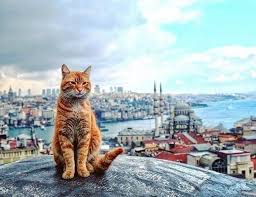 Bellisimo Gato En Estambul Tekir Kediler Kediler Ve Yavrulari Kedi