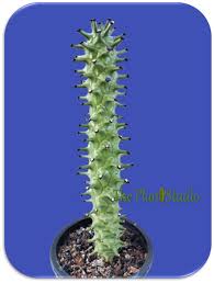 Image result for Monadenium torrei