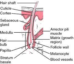 Hairgrowth Definition Of Hairgrowth By Medical Dictionary