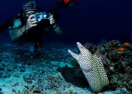 Founded in 1969 by the morey family, our piers have continued to grow. 34 Moray Eel Facts Double Jawed Beauties Of The Deep Everywhere Wild