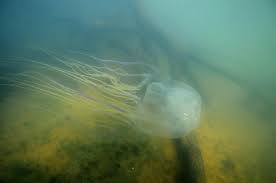 It has a cube like structure (medusae) due to which it is called box jellyfish. Deadly Box Jellyfish Antidote Discovered Using Crispr Genome Editing Eurekalert Science News