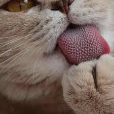 Kathy hoopmann has authored a humorous picture book on this subject called all cats have asperger's syndrome. Why We Have Eyelashes Asme