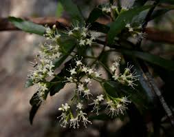 Image result for Nuxia oppositifolia