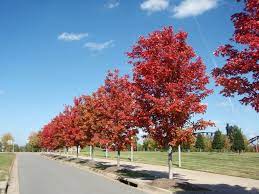 Autumn fantasy® maple was selected by the late bill wandell of illinois, who had a reputation for introducing only the showiest and sturdiest of trees to the public. Autumn Blaze Maple Problems
