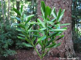 Image result for Agathis