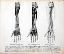Anatomi Kemikler 53 Anatomy Bones 53 Http 2 Bp Blogspot Com Runmkezasos S7dwj 7jjqi Aaaaaaaae6k 286ryr8eae4 S1600 Hand Ana Sanatcilar Cizimler Eskiz