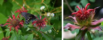 Image result for Monarda didyma