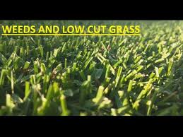 I plan on cutting around 1 inch through the summer.equipment:mclane 20 cylinder (reel). How Short Can You Mow Your Lawn Youtube