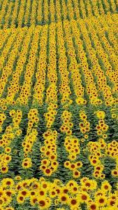 Pin En Yellow Mellow