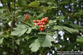 The leaves narrow to a distinctive point at the tip and the. Sorbus Hybrida Alchetron The Free Social Encyclopedia