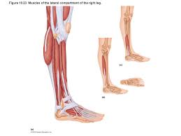 Lower leg muscle diagram blank leg muscles anatomy, gross anatomy, muscle unlabeled skeleton skull labeled, anatomy practice, anatomy muscles unlabeled study guide provides a comprehensive and comprehensive pathway for students to see progress after the end of each module. 34 Label The Muscles Of The Legs Labels Design Ideas 2020