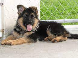 We Breed Genuine German Shepherd Puppies And Offer Them For Sale In Florida And Throughout The German Shepherd Breeders German Shepherd German Shepherd Puppies