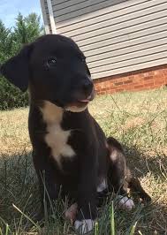 6 Week Black And White Pitbull Puppy Xena The Warrior Princess 6 Week Old Labradane
