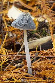 Image result for Coprinus lagopides