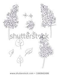 Ink Pencil Black And White Branches Of Lilac Sketch Transparent Background Hand Drawn Nature Painting Flower Drawing Tutorials Flower Drawing Lilac Tattoo