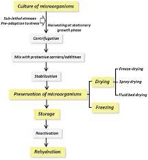 Check spelling or type a new query. 1 Major Processing Steps During The Cell Preservation Of Microorganisms Download Scientific Diagram