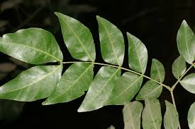 Image result for Albizia adianthifolia