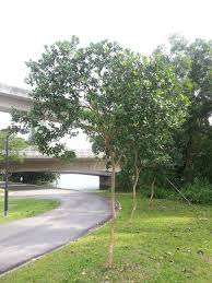 Image result for Psidium cattleianum