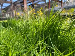 Image result for Agrostis products