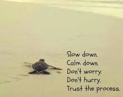 Cree En El Proceso Turtle Quotes Ispirational Quotes Inspirational Quotes