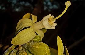 Image result for Turraea nilotica