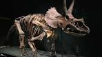 Video Naturalis Museum - YouTube
