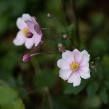 Image result for Anemone transvaalensis