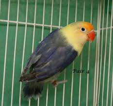Bird Aviary For Sale Durban Fischer Mutation Lovebirds February 2013 Love Birds African Lovebirds Beautiful Birds