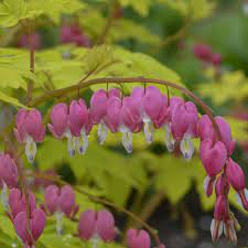 Dicentra Gold Heart Old Fashioned Bleeding Heart Bleeding Heart Shade Perennials Bleeding Heart Flower